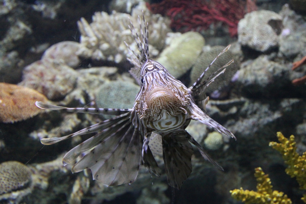 Pesce leone - Red lionfish
